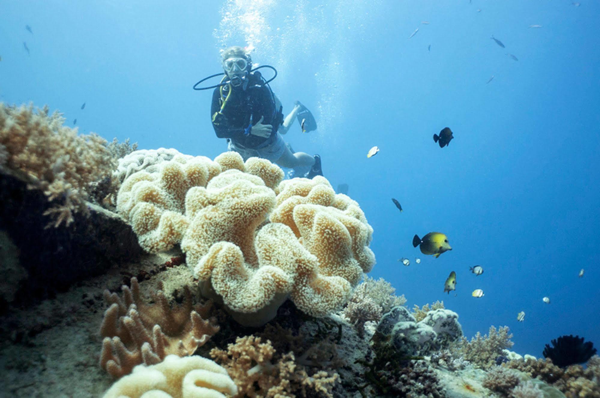 Manta Dive 3*